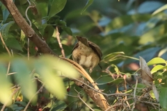 Curruca crassirostris