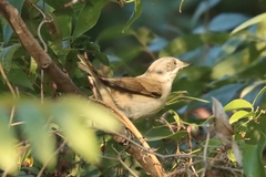 Curruca crassirostris