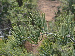 Asparagus crassicladus