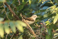 Curruca crassirostris