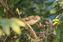 Curruca crassirostris