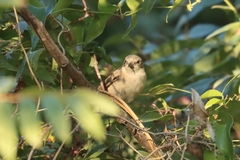 Curruca crassirostris