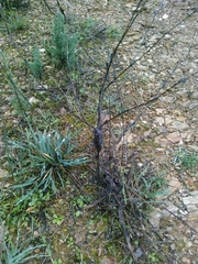 Timaspis chondrillae