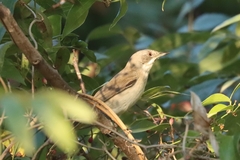 Curruca crassirostris