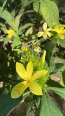 Barleria oenotheroides