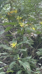 Barleria oenotheroides