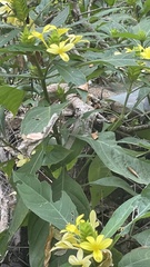 Barleria oenotheroides