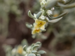 Thymelaea tartonraira