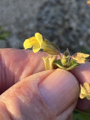 Erythranthe lagunensis