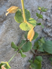 Erythranthe lagunensis