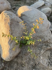 Erythranthe lagunensis