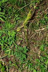 Sceptridium ternatum