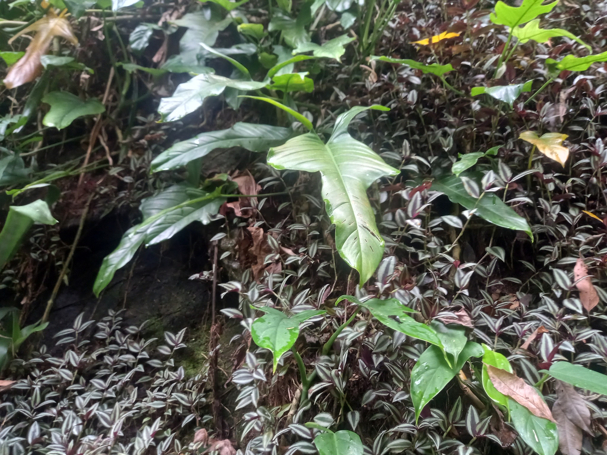 Imagem de Guanandi