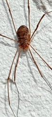 Phalangiinae