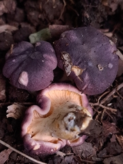 Cantharellus violaceovinosus