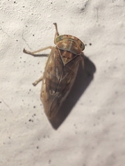 Idiocerus stigmaticalis