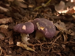 Cantharellus violaceovinosus