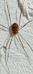 Phalangiinae