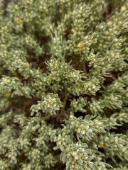 Thymelaea tartonraira