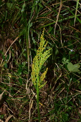 Sceptridium ternatum