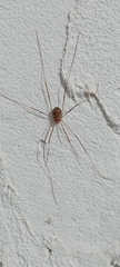 Phalangiinae