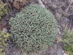 Thymelaea tartonraira