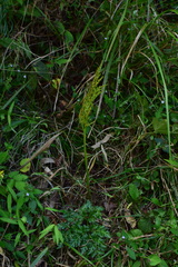 Sceptridium ternatum