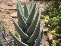 Crassula perfoliata