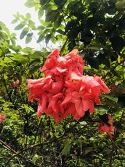 Mussaenda philippica