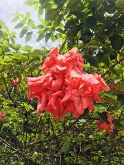 Mussaenda philippica