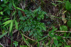 Sceptridium ternatum