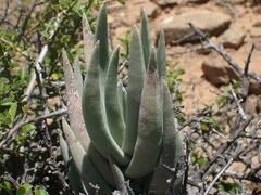Crassula perfoliata