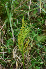 Sceptridium ternatum