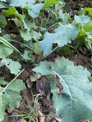Brassica oleracea