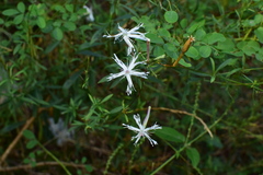 Silene fortunei