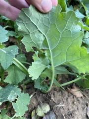 Brassica oleracea