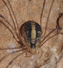 Cosmobunus granarius