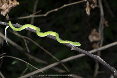 Trimeresurus macrops