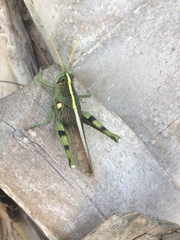 Schistocerca alutacea