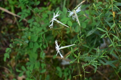 Silene fortunei