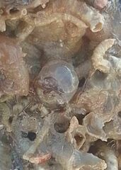 Pisidia