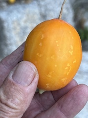 Ibervillea sonorae