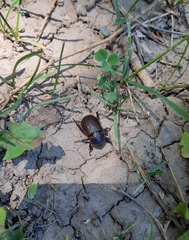 Archophileurus