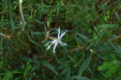 Silene fortunei