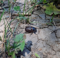 Archophileurus