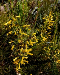 Erica macowanii