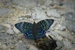 Dichorragia nesimachus