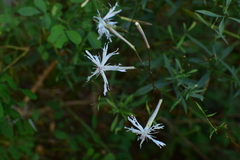 Silene fortunei