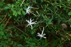 Silene fortunei