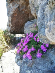 Ruschieae